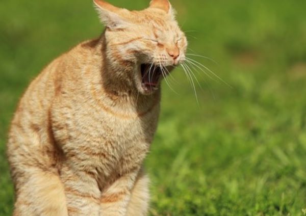 Cat Yawning Dialogue Details Of Your Memoir